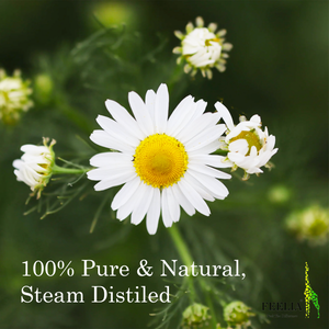 Organic Chamomile Roman Hydrosol - 100ml