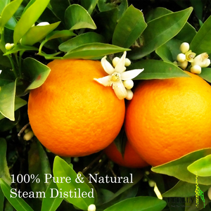 Organic Orange Blossom Hydrosol - 100ml