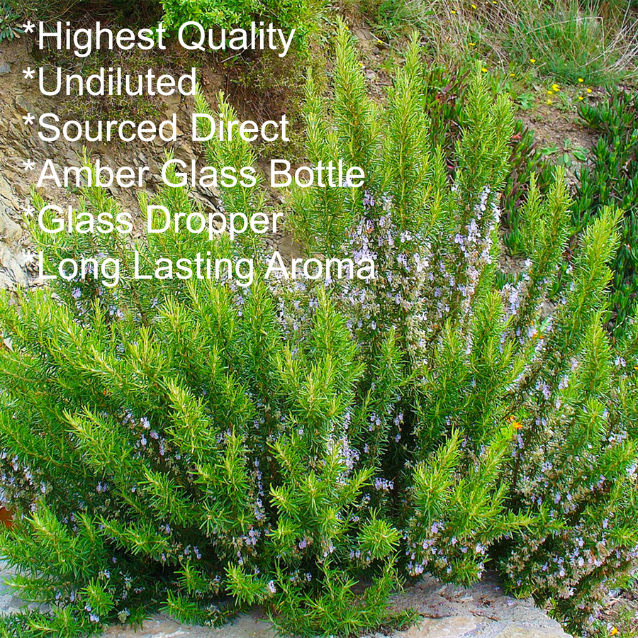 rosemary essential oil 50ml,  key points