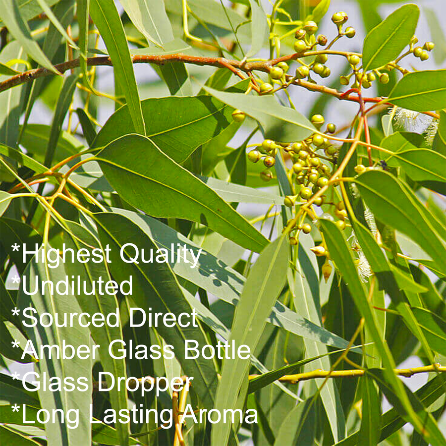 eucalyptus essential oil 50ml, key points