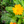 Load image into Gallery viewer, Organic Calendula Oil - Cold Pressed (Infused) - Feelia
