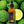 Load image into Gallery viewer, Bergamot Essential Oil - 50ml - Feelia
