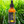 Load image into Gallery viewer, Citronella Essential Oil - 50ml - Feelia
