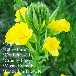 Organic Evening Primrose Oil key points