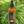 Load image into Gallery viewer, Lemongrass Essential Oil - 50ml - Feelia
